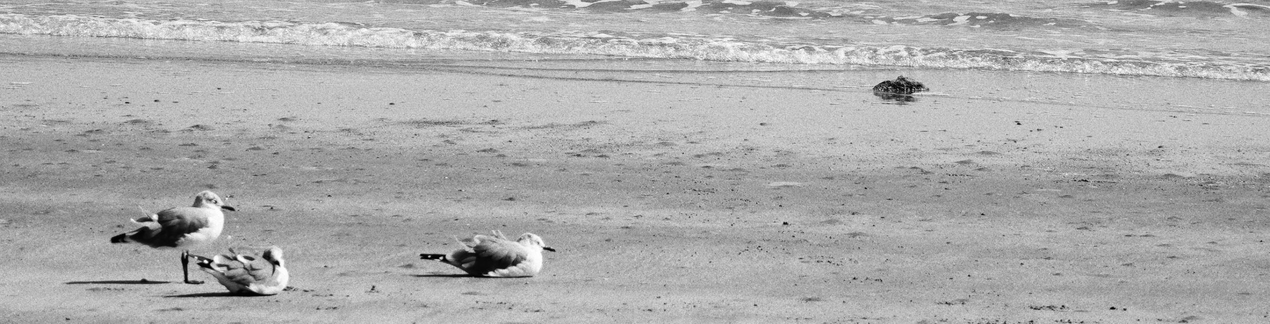 Seagulls on beach